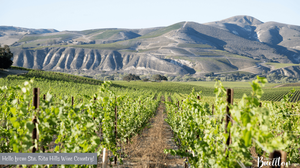 Sta. Rita Hills Wine Country Virtual Background - Buellton, CA