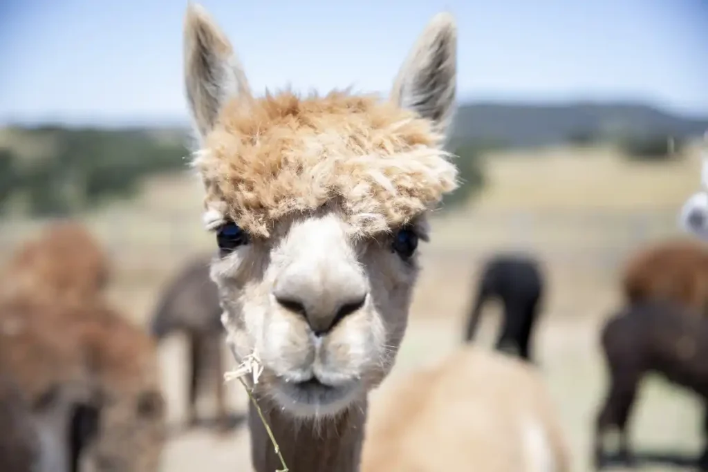 llama zaca coffee