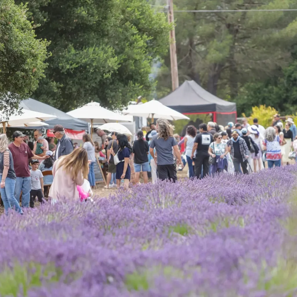 Lavender Festival
