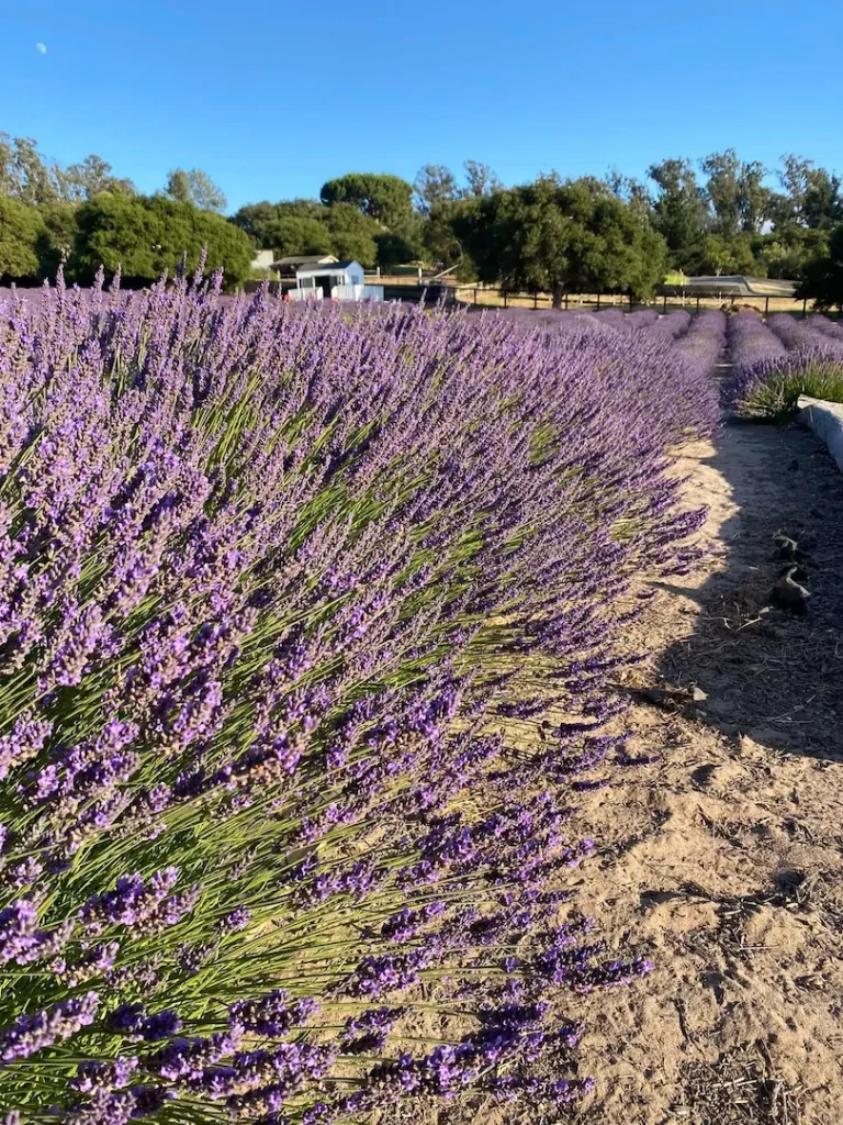 Scented Souvenirs: Sta. Rita Hills Lavender Farm