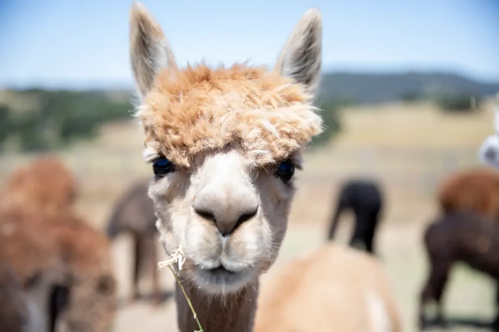 Coffee, Alpacas, and Country Air at Zaca Creek Ranch