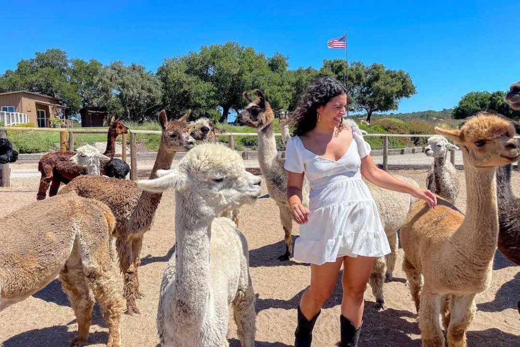 Coffee, Alpacas, and Country Air at Zaca Creek Ranch