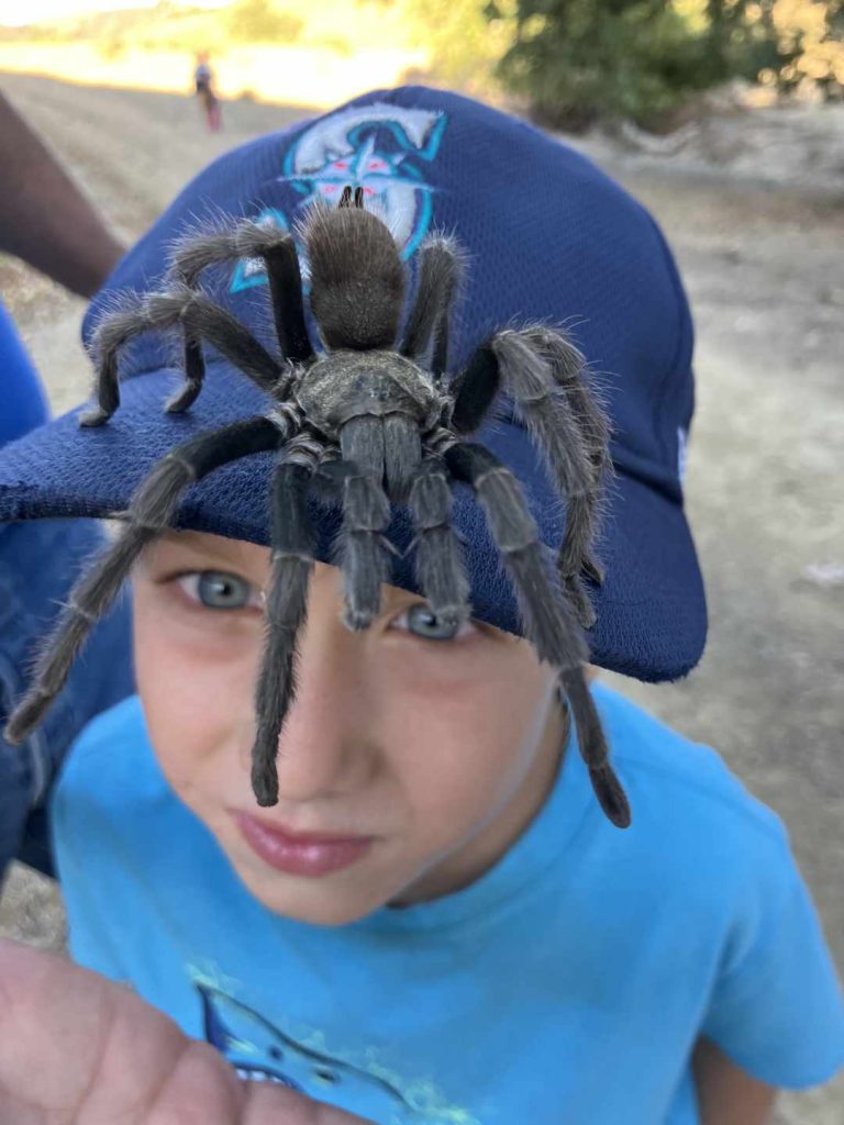 spider